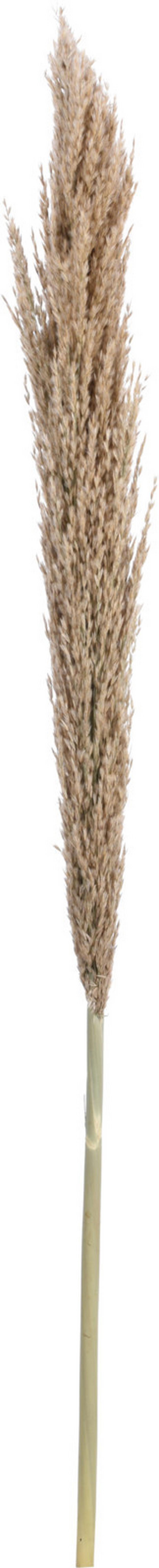 Plantă artificială Pampas - Konventionell (135-150cm)