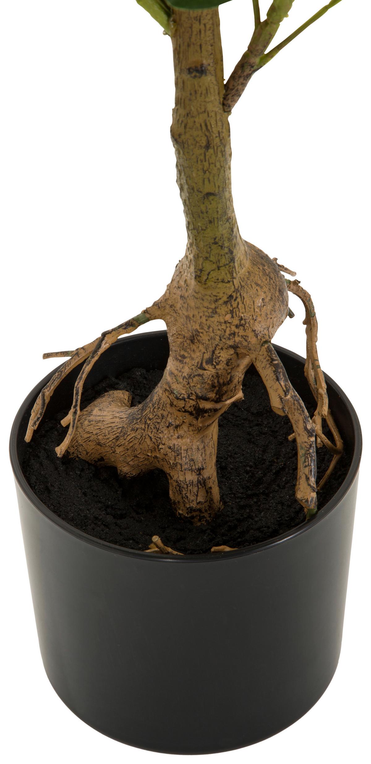 Umetna Rastlina Schefflera - črna/zelena, Basics, umetna masa/tekstil (38/100/30cm) - MID.YOU
