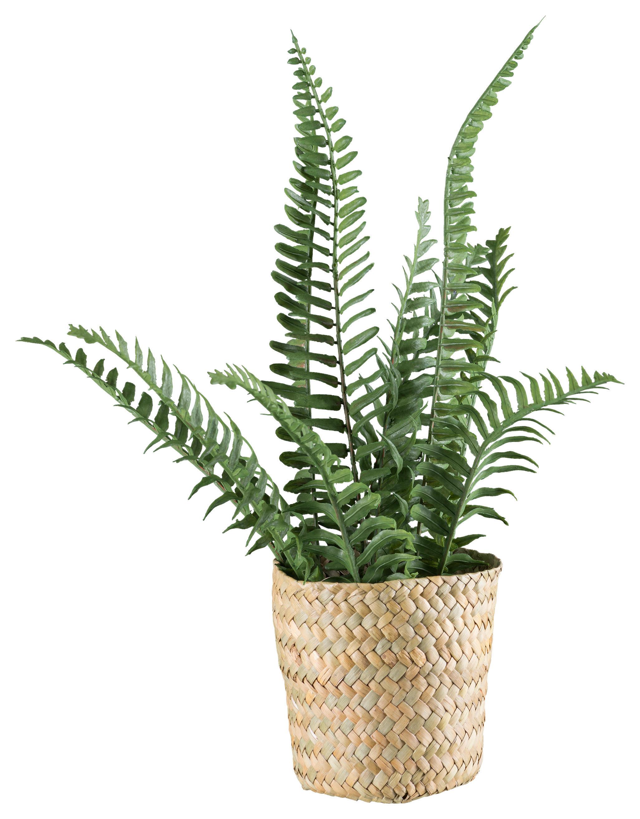 Plantă artificială FARN - verde/culoare natur, Basics, plastic/materiale naturale (38cm) - Modern Living