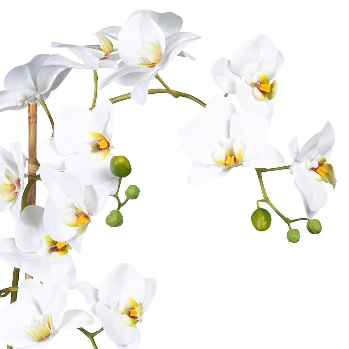 Kunstpflanze Orchideen Grün/Weiß - Weiß/Grün, Design, Keramik/Kunststoff (60cm)