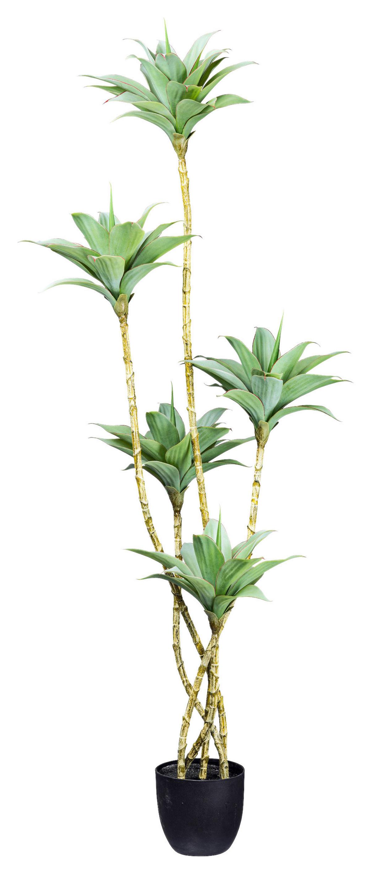 Kunstpflanze Sukkuleten Grau/Grün ca. 160cm - Schwarz/Braun, Design, Kunststoff (160cm) - P & B