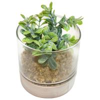 Kunstpflanze Sukkulenten diverse Motive - Grün, Basics, Glas/Holz (10/10cm) - Modern Living