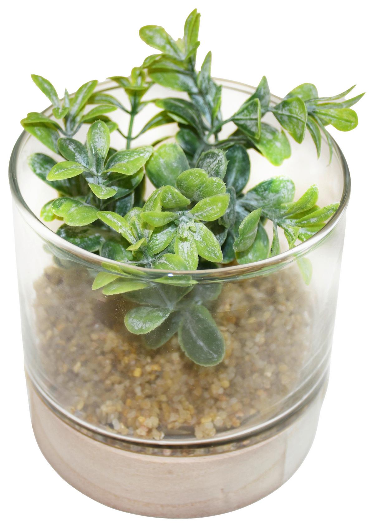 Kunstpflanze Sukkulenten diverse Motive - Grün, Basics, Glas/Holz (10/10cm) - Modern Living