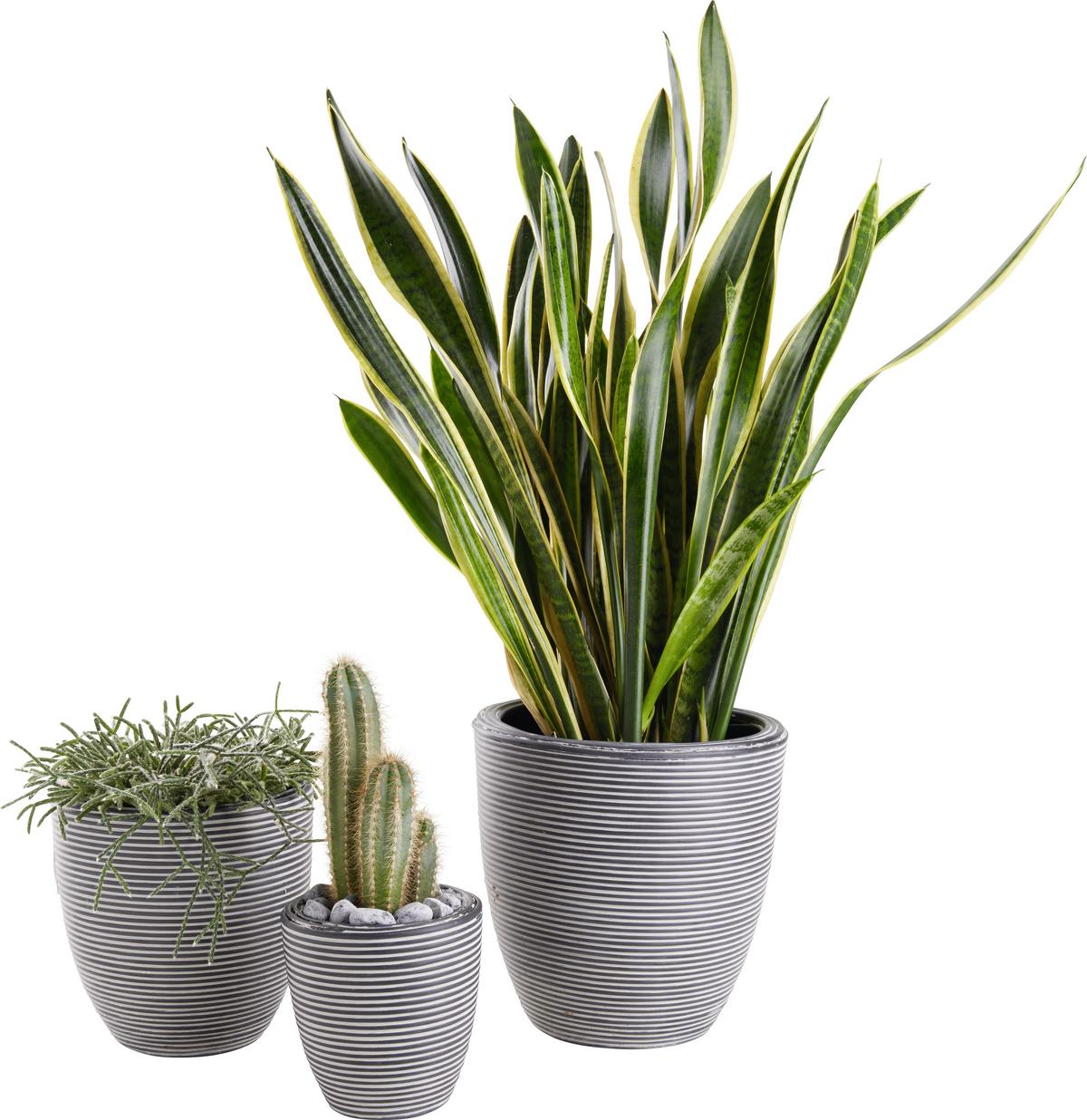 Kaspó Marlene-S - fekete, Lifestyle, műanyag (15/15cm) - Mömax