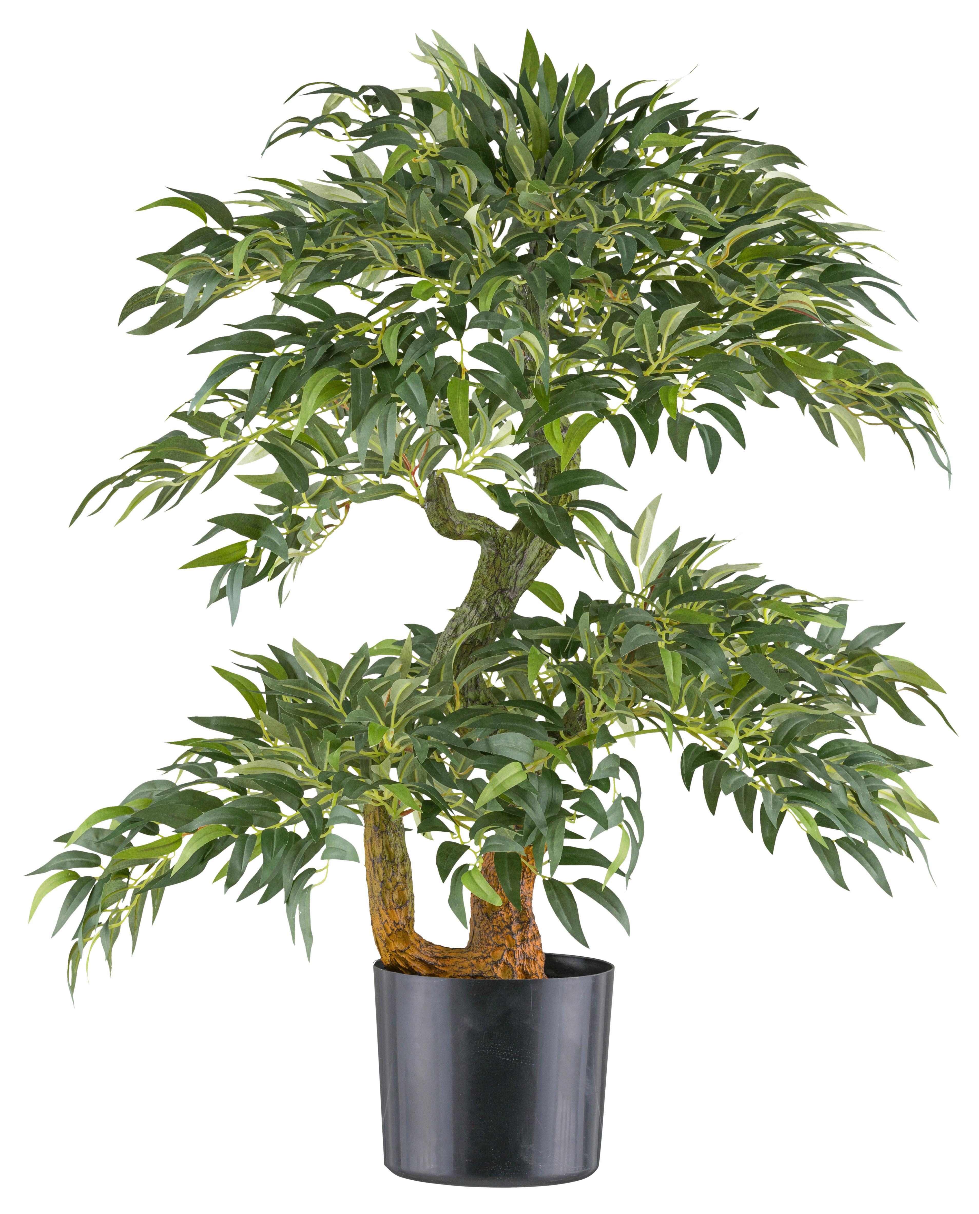 Umetna Rastlina Rucus Ii - črna/zelena, Konvencionalno, umetna masa (14,5/80cm) - Mömax