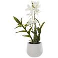 Kunstblume Japanorchidee in Weiß - Weiß/Grün, Basics, Kunststoff (40cm) Kunstblume Japanorchidee in Weiß - Weiß/Grün, Basics, Kunststoff (40cm)