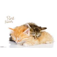 Schreibunterlage Best Friends ca. 60x40cm - Kunststoff (60/40cm)