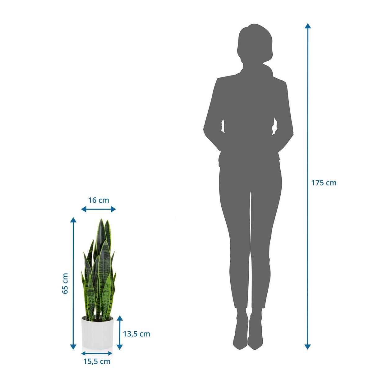 Umetna Rastlina Sansevieria - zelena/bela, Basics, umetna masa/tekstil (16/65/16cm) - MID.YOU