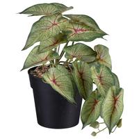 Kunstpflanze Caladium II in Grün - Schwarz/Grün, Basics, Kunststoff (19cm) - Modern Living