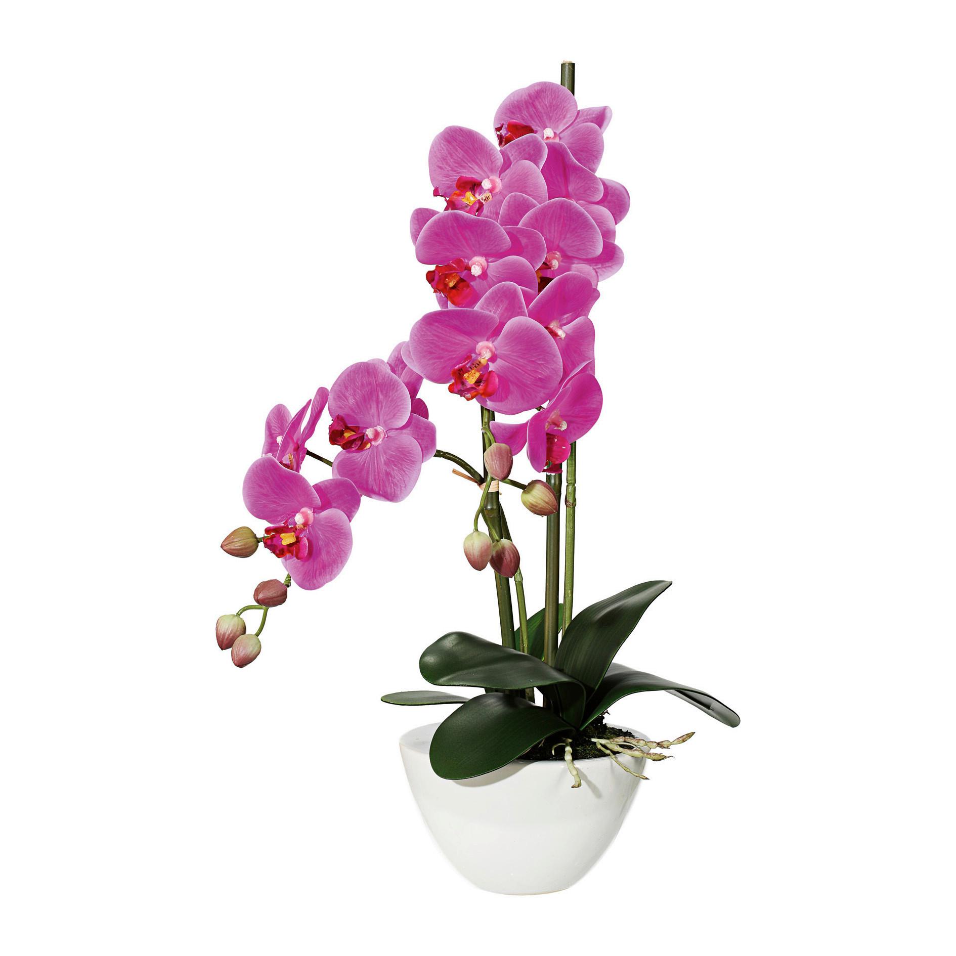 Kunstpflanze Orchideen Pink/Grün - Pink/Weiß, Design, Keramik/Kunststoff (50cm)