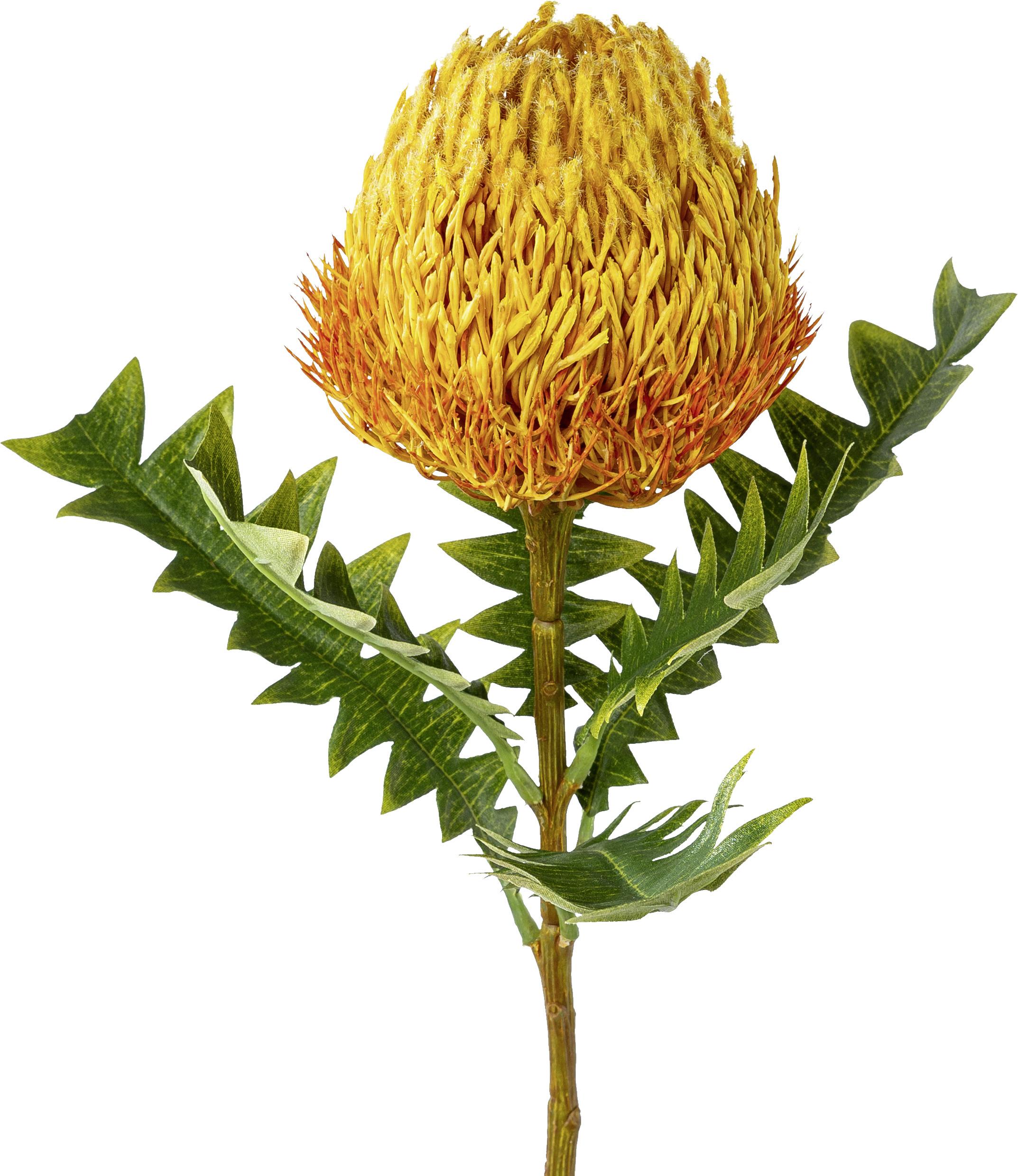 Kunstpflanze Banksia in Orange - Orange/Naturfarben, Basics, Kunststoff (68cm) - Modern Living