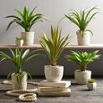 Műnövény Agave - zöld, konvencionális, műanyag (38 cmcm) - MÖMAX modern living