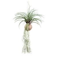 Kunstpflanze Sukkulenten Grün - Grün, Design, Naturmaterialien/Kunststoff (72cm)