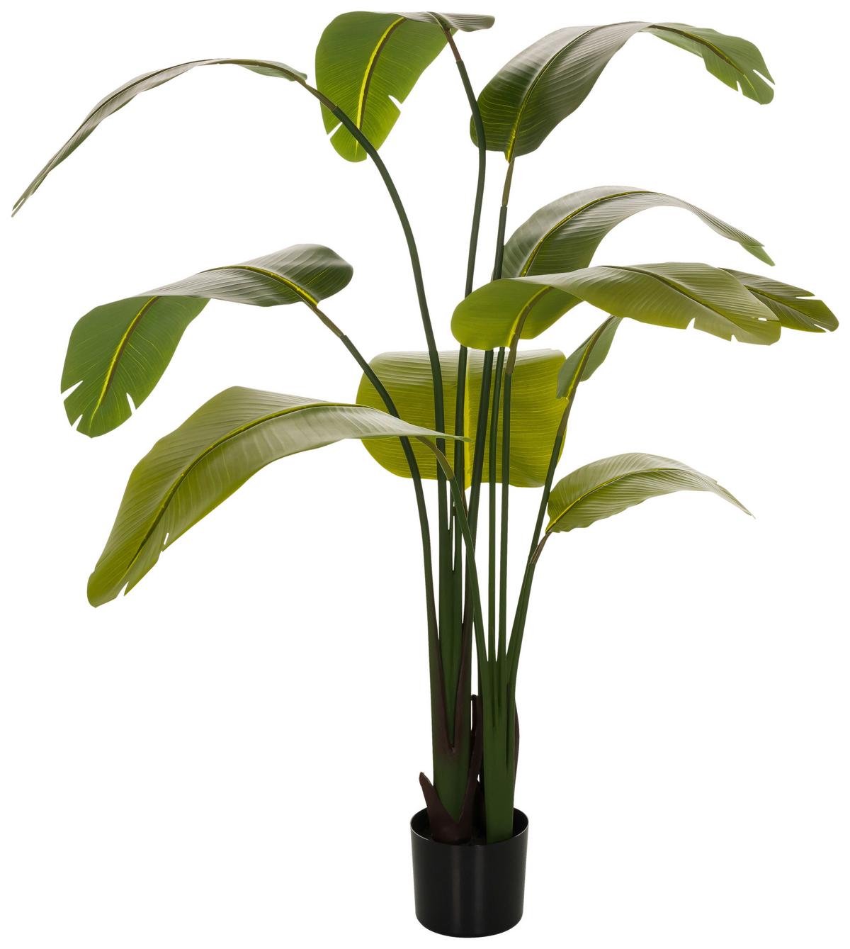Umetna Rastlina Banana - črna/zelena, Basics, umetna masa (60/170/60cm) - MID.YOU