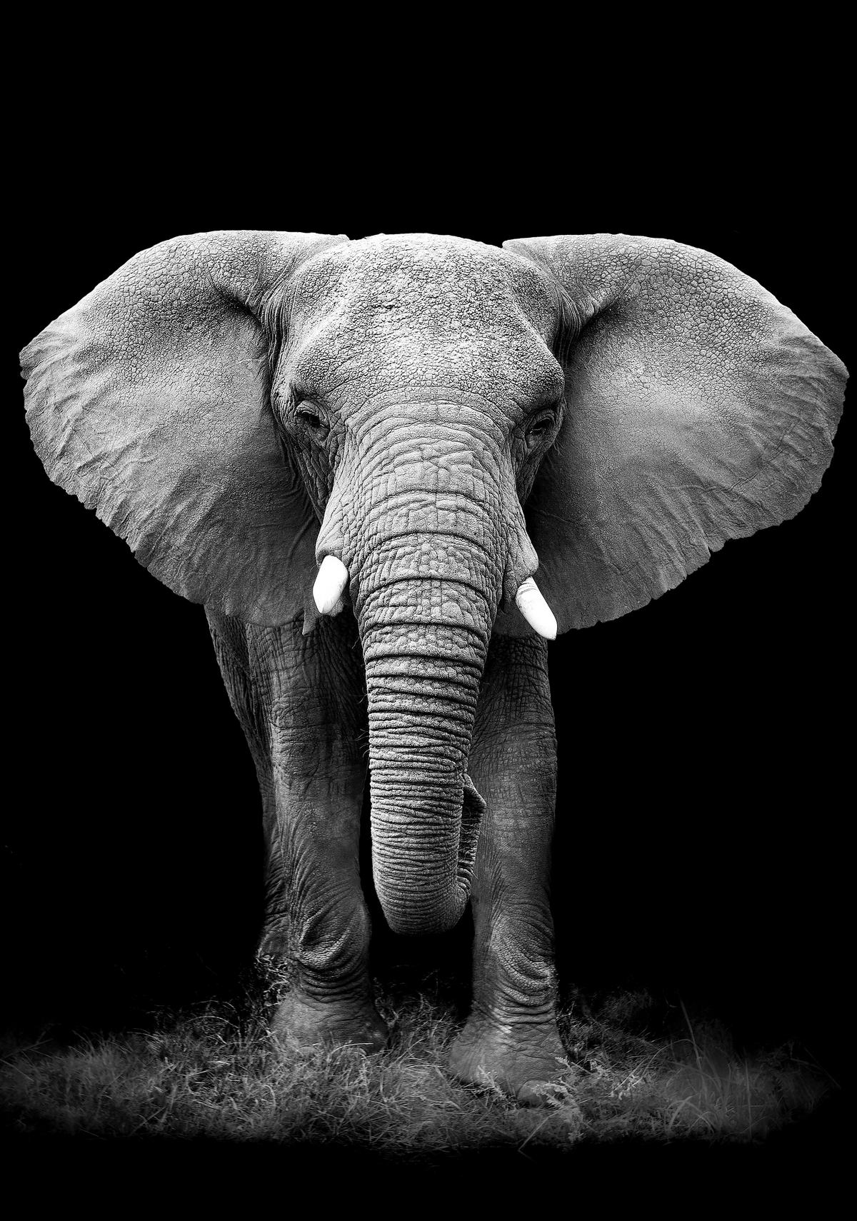 Tablou Dark Elephant cca. 60x90 cm - negru/gri, Modern, textil/material pe bază de lemn (60/90/2,8cm) - Mömax