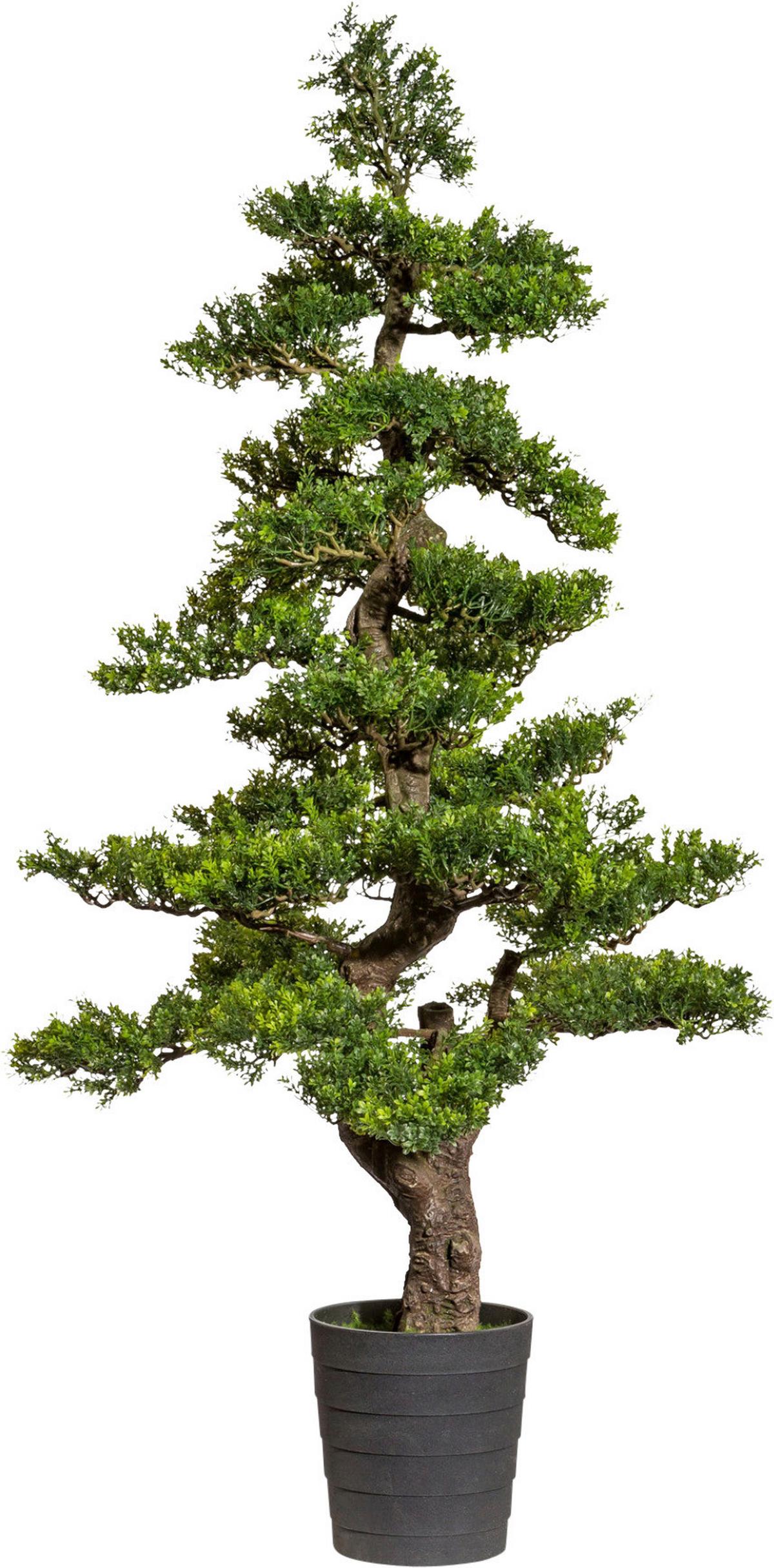 Kunstpflanze Bonsai Grün/Braun - Schwarz/Braun, Design, Kunststoff (160cm) - P & B