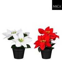 Božična Zvezda 1203819 - Moderno (7/16cm) - Mömax