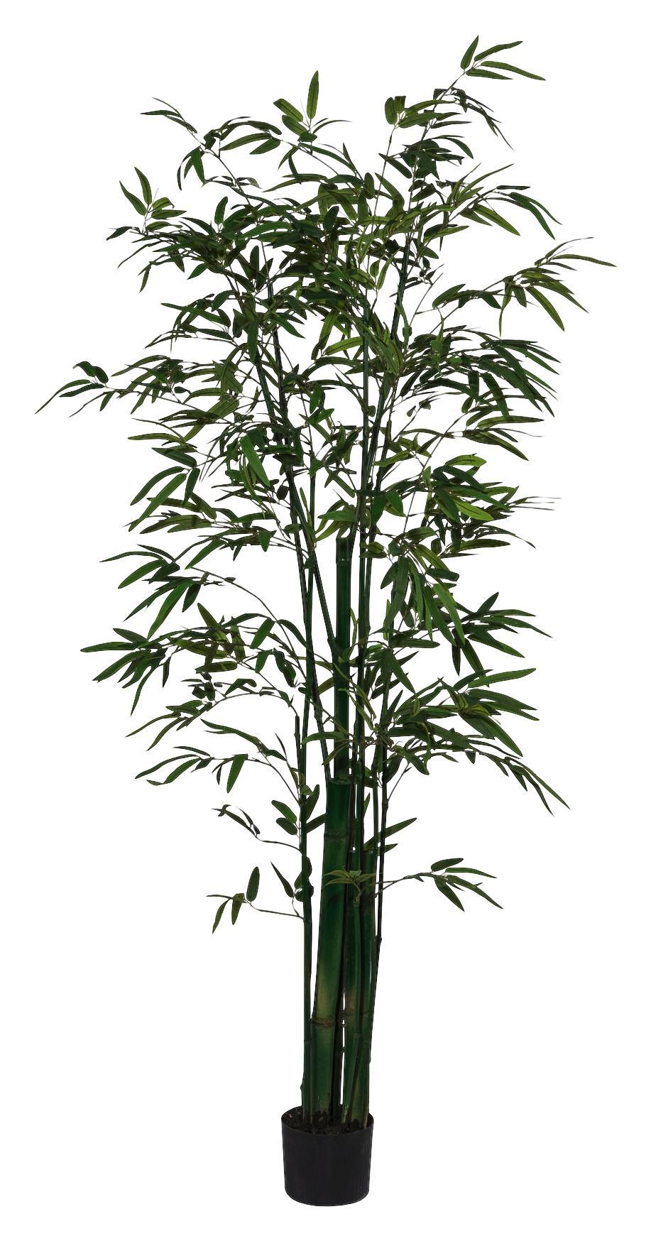 Bambus Grün online kaufen mömax