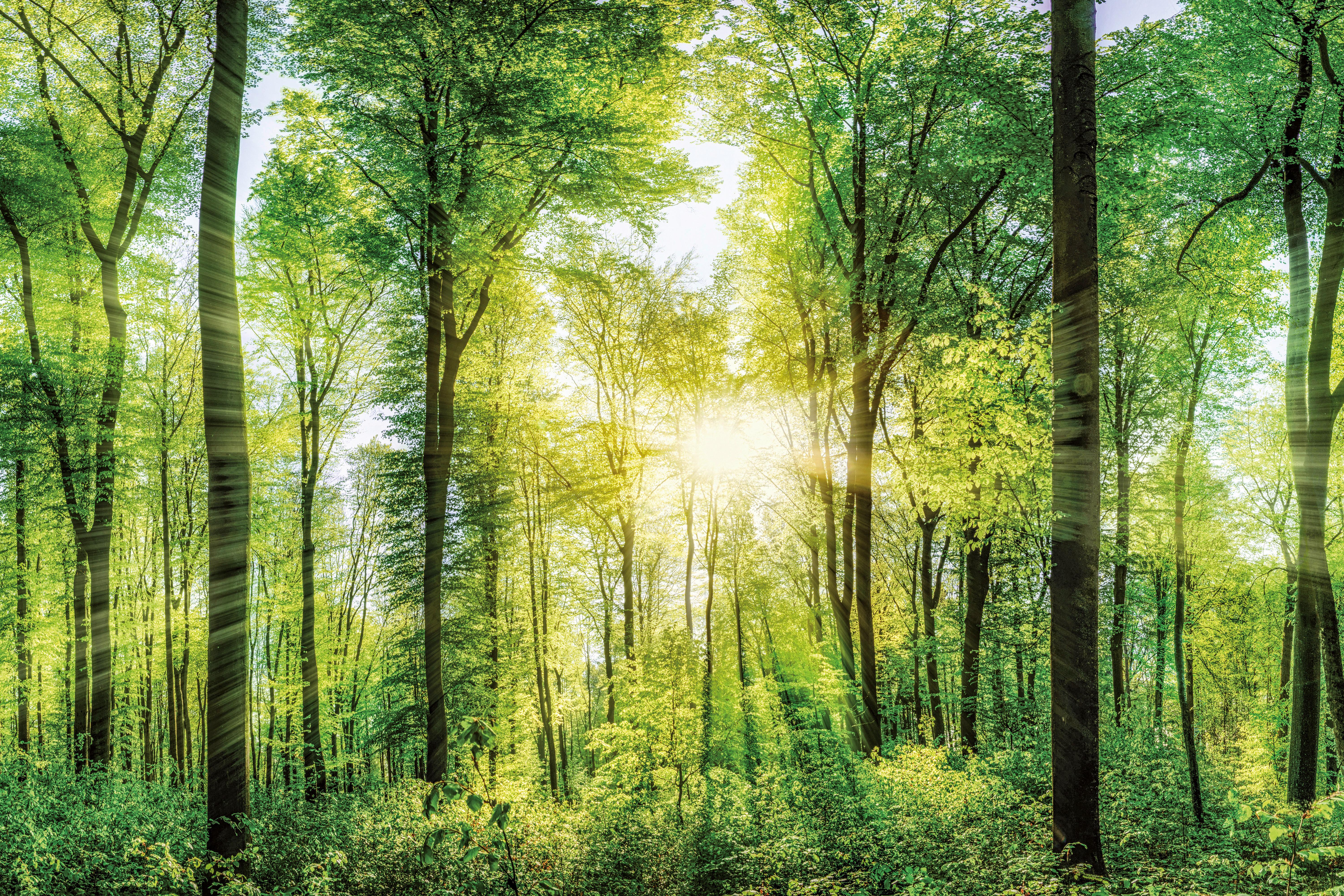 Slika U Blind Ramu 150x100x3cm Desteny - šumsko zelena, Osnovno, drvo (150 cm/100 cm/3 cmcm) - Mömax