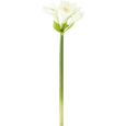 Kunstblume AMARYLLIS I - Creme/Grün, Kunststoff/Textil (66cm) - Mömax modern living Kunstblume AMARYLLIS I - Creme/Grün, Kunststoff/Textil (66cm) - Mömax modern living