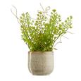 Ghiveci Decorativ Mood - bej, ceramică (6,5/6,5cm) - Modern Living Ghiveci Decorativ Mood - bej, ceramică (6,5/6,5cm) - Modern Living