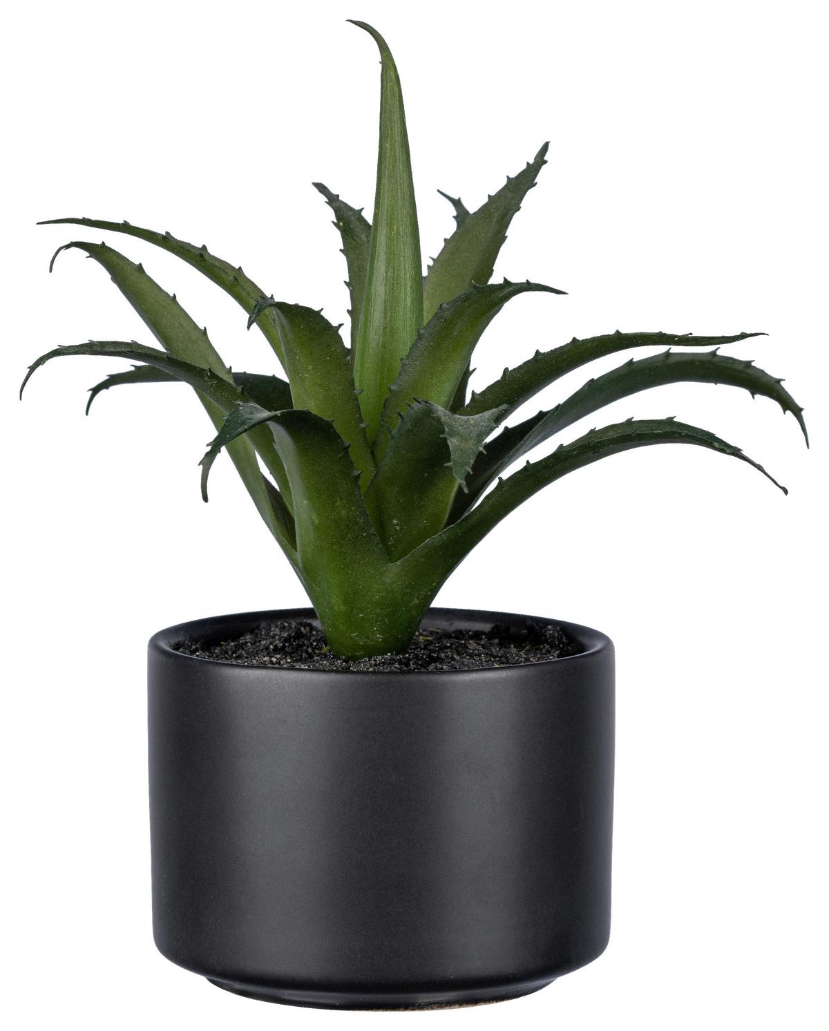 Műnövény Sukkulente - fekete/zöld, Basics, műanyag/kerámia (15cm)