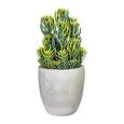 Kunstpflanze Senecio Grün - Grau/Grün, Kunststoff (55cm) Kunstpflanze Senecio Grün - Grau/Grün, Kunststoff (55cm)
