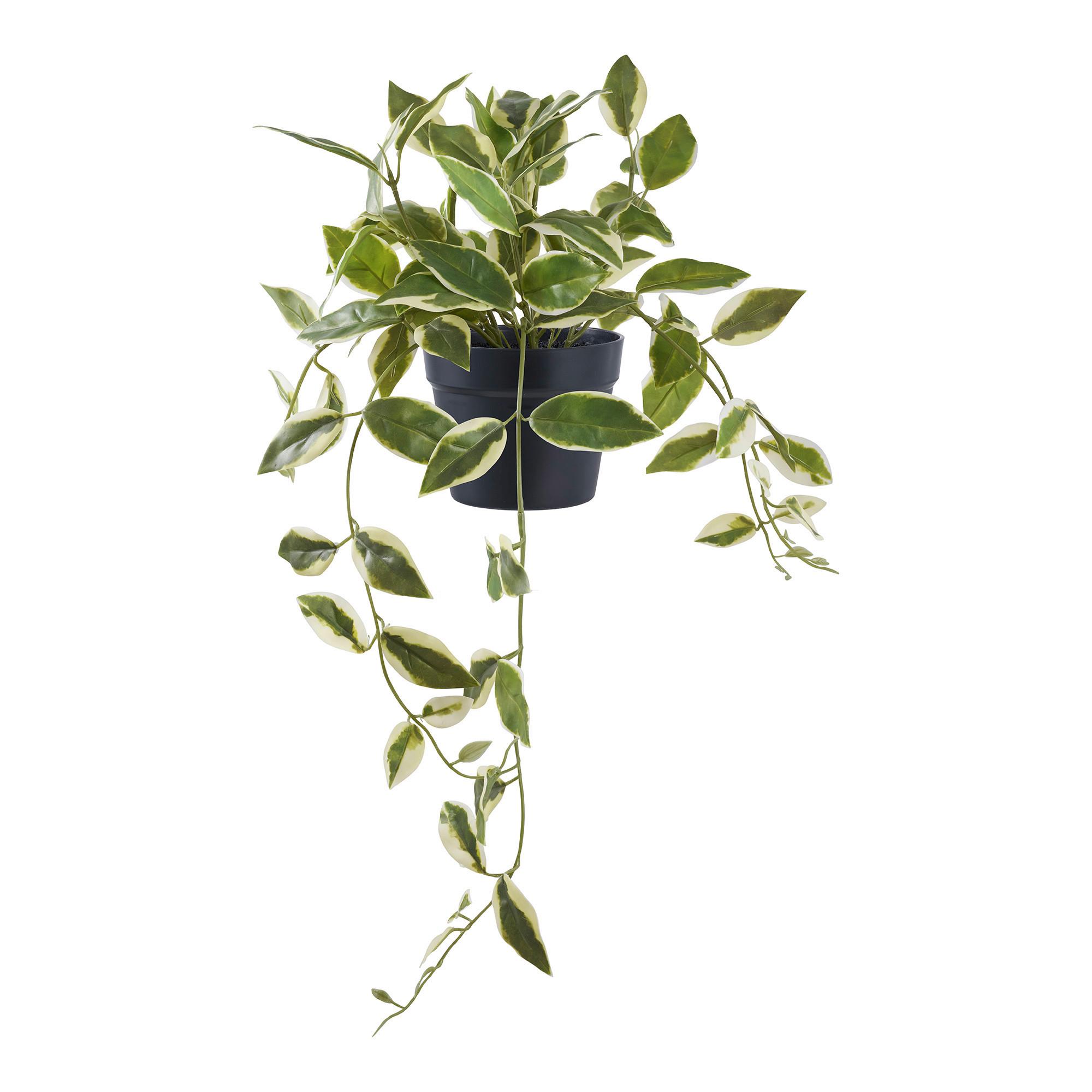 Kunstpflanze Hoya Carnosa Grün - Grün, Design (25.5/33/25.5cm)