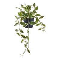 Kunstpflanze Hoya Carnosa Grün - Grün, Design (25.5/33/25.5cm)