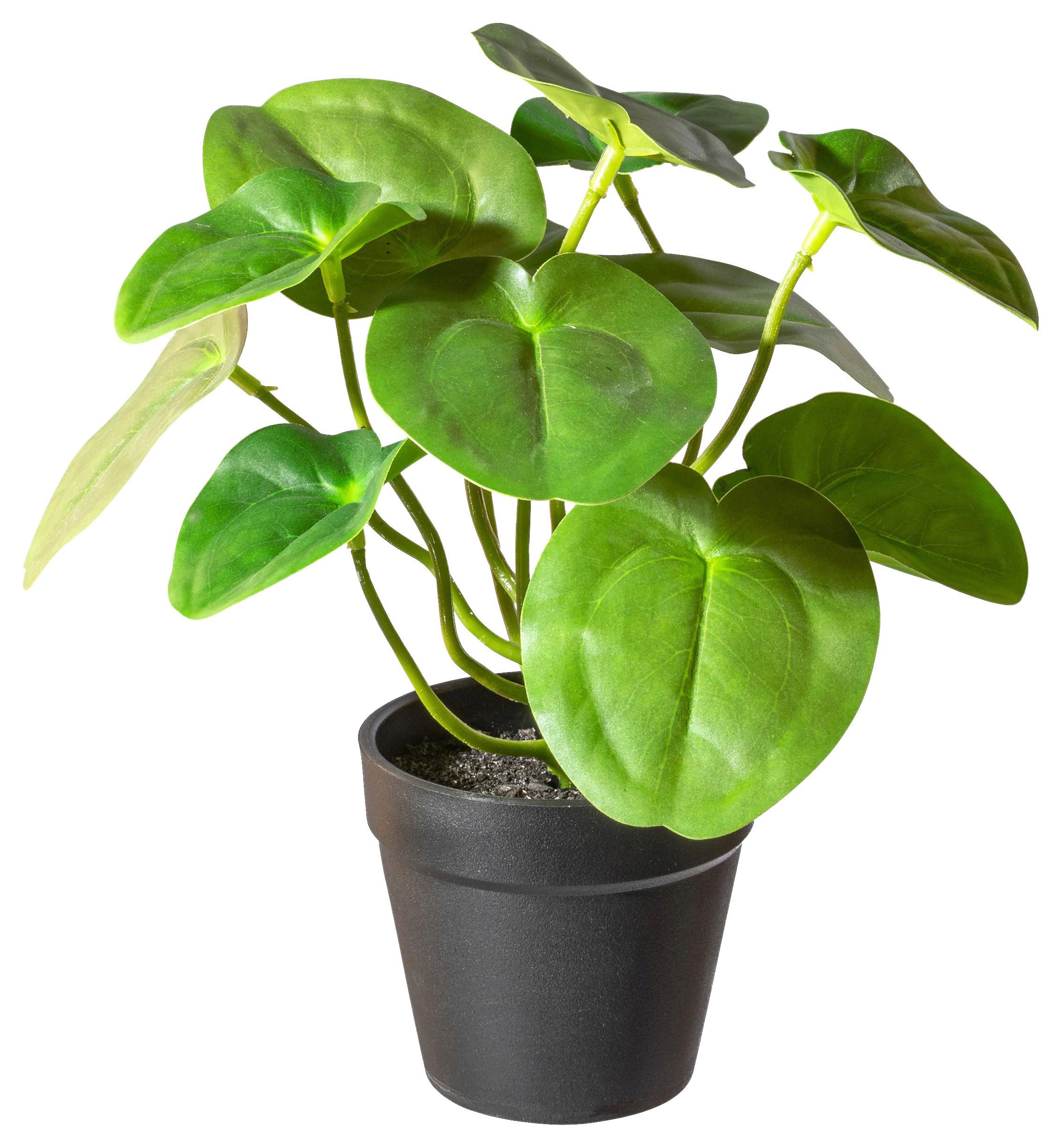 Műnövény Pileabusch Ii - barna/fekete, Basics, műanyag (21cm) - Modern Living