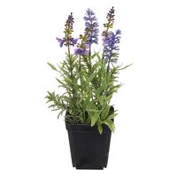 Sivka Lavendel Ii -Paz- - lila/črna, Basics, kovina/umetna masa (25cm) - Mömax