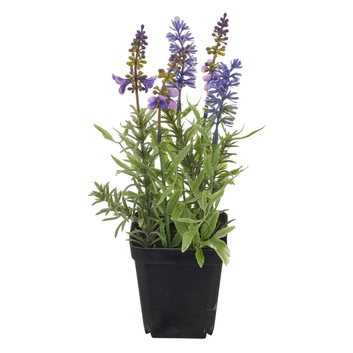 Sivka Lavendel Ii -Paz- - lila/črna, Basics, kovina/umetna masa (25cm) - Mömax