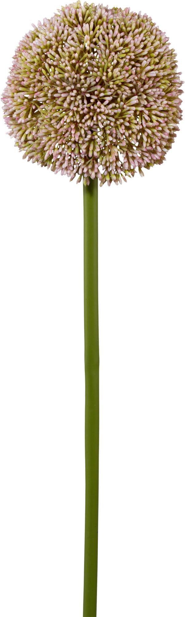 Allium Rosa ca. 64cm - Rosa/Grün, KONVENTIONELL, Kunststoff/Metall (64cm)