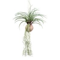 Kunstpflanze Tilandsia Stricta II in Grün - Grün, Basics, Kunststoff (72cm) - Modern Living