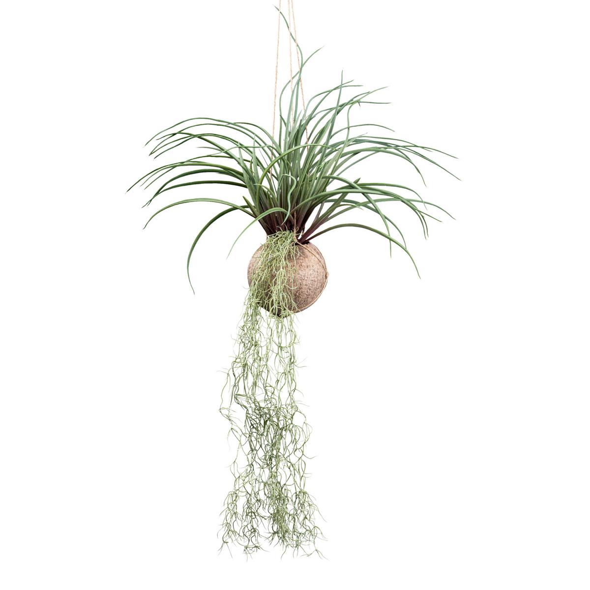 Kunstpflanze Tilandsia Stricta II in Grün - Grün, Basics, Kunststoff (72cm) - Modern Living