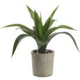 Umetna Rastlina Agave Ii - zelena, Konvencionalno, umetna masa (35 cm cm) - Mömax modern living Umetna Rastlina Agave Ii - zelena, Konvencionalno, umetna masa (35 cm cm) - Mömax modern living