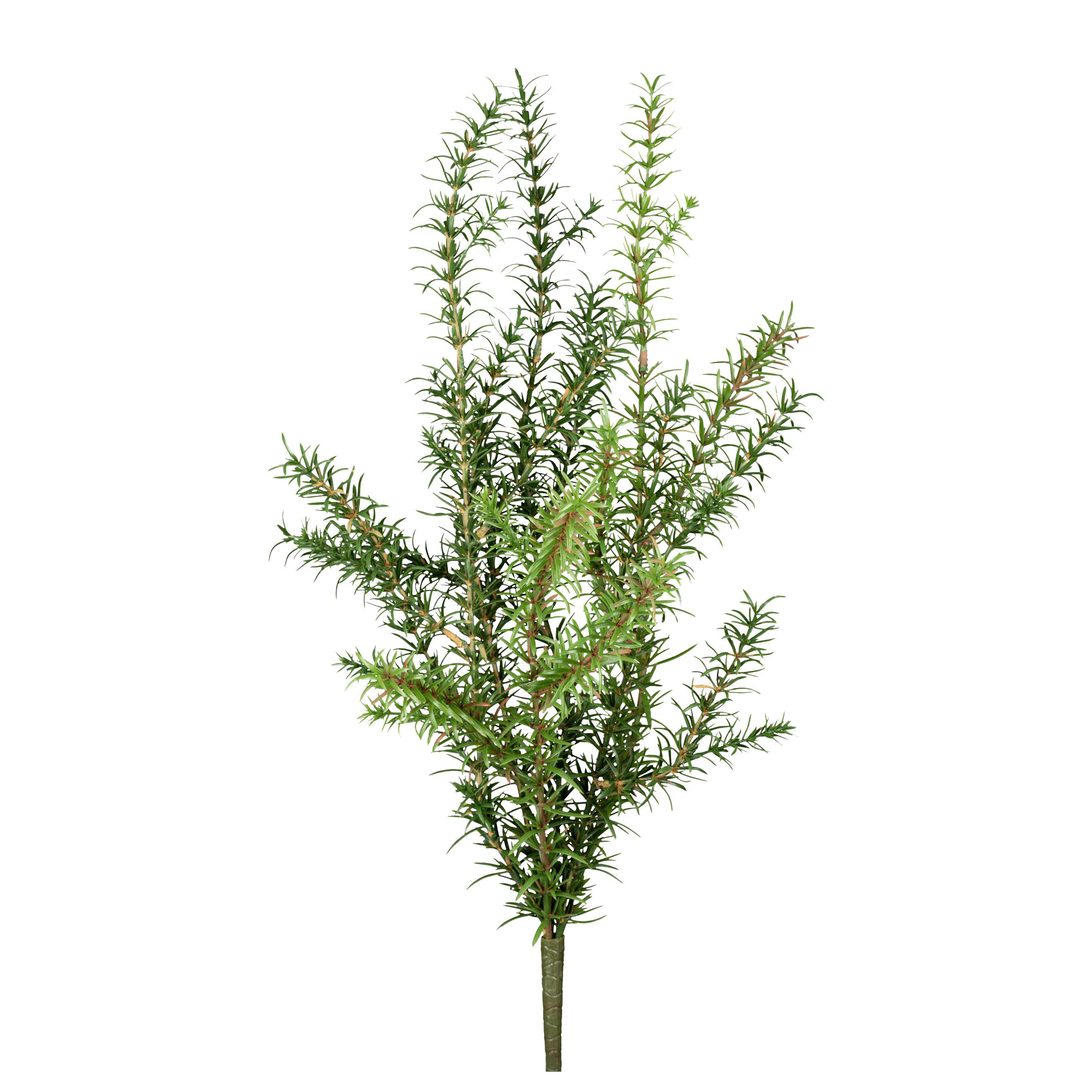 Umetna Rastlina Rosmarin I - zelena, Konvencionalno, umetna masa (60cm) - Modern Living