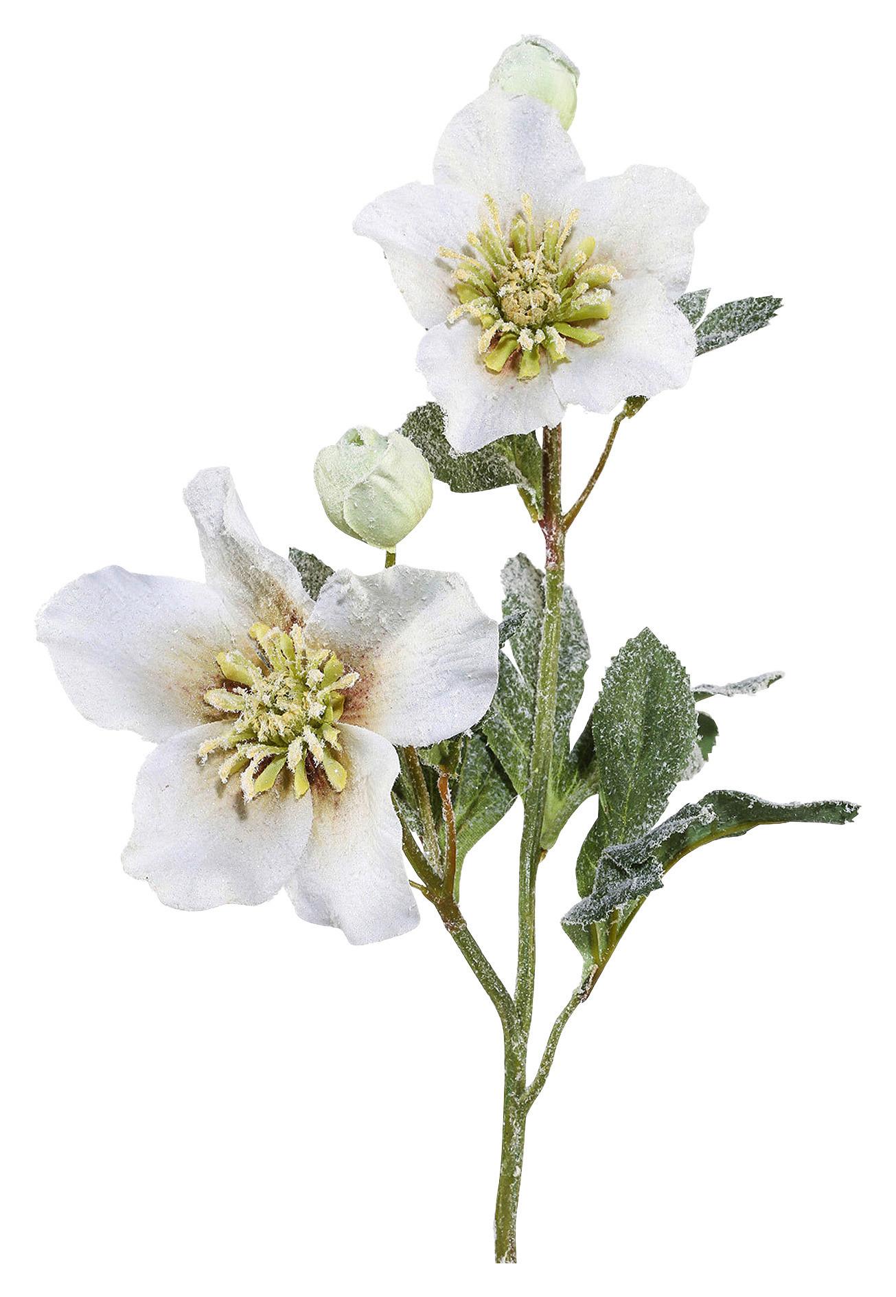 Műnövény Christrose - fehér/zöld, Modern, műanyag (50cm) - Modern Living