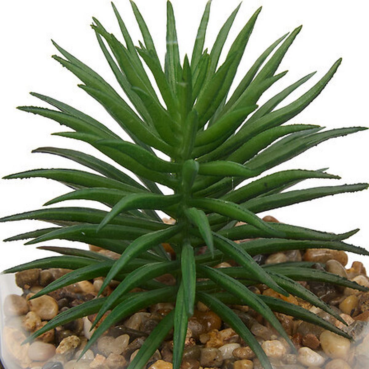 Plantă decorativă Terra, H: cca. 19 cm - Basics (11/10/19cm)