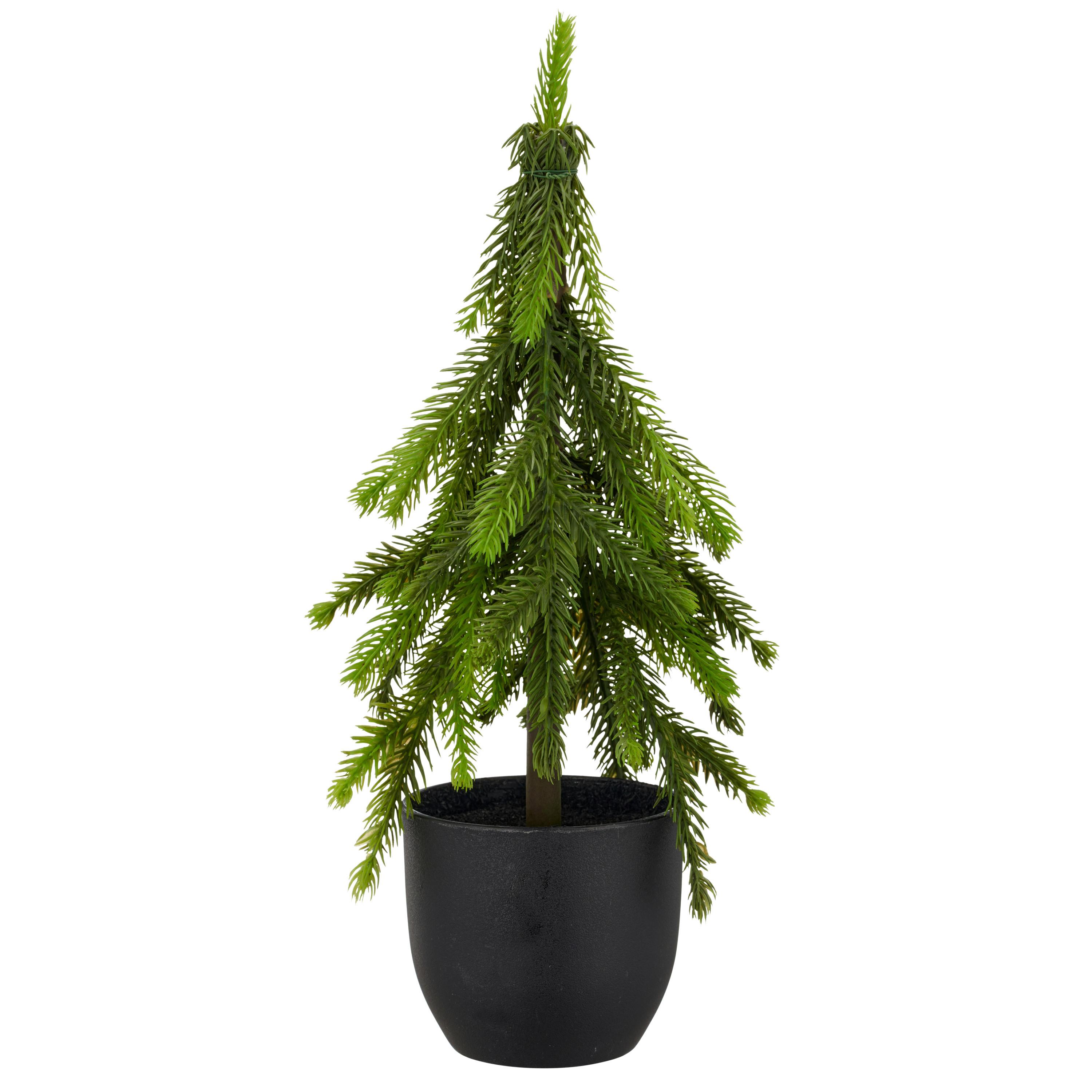 Umetna Rastlina Tanne I - zelena, Basics, umetna masa (37cm) - Mömax