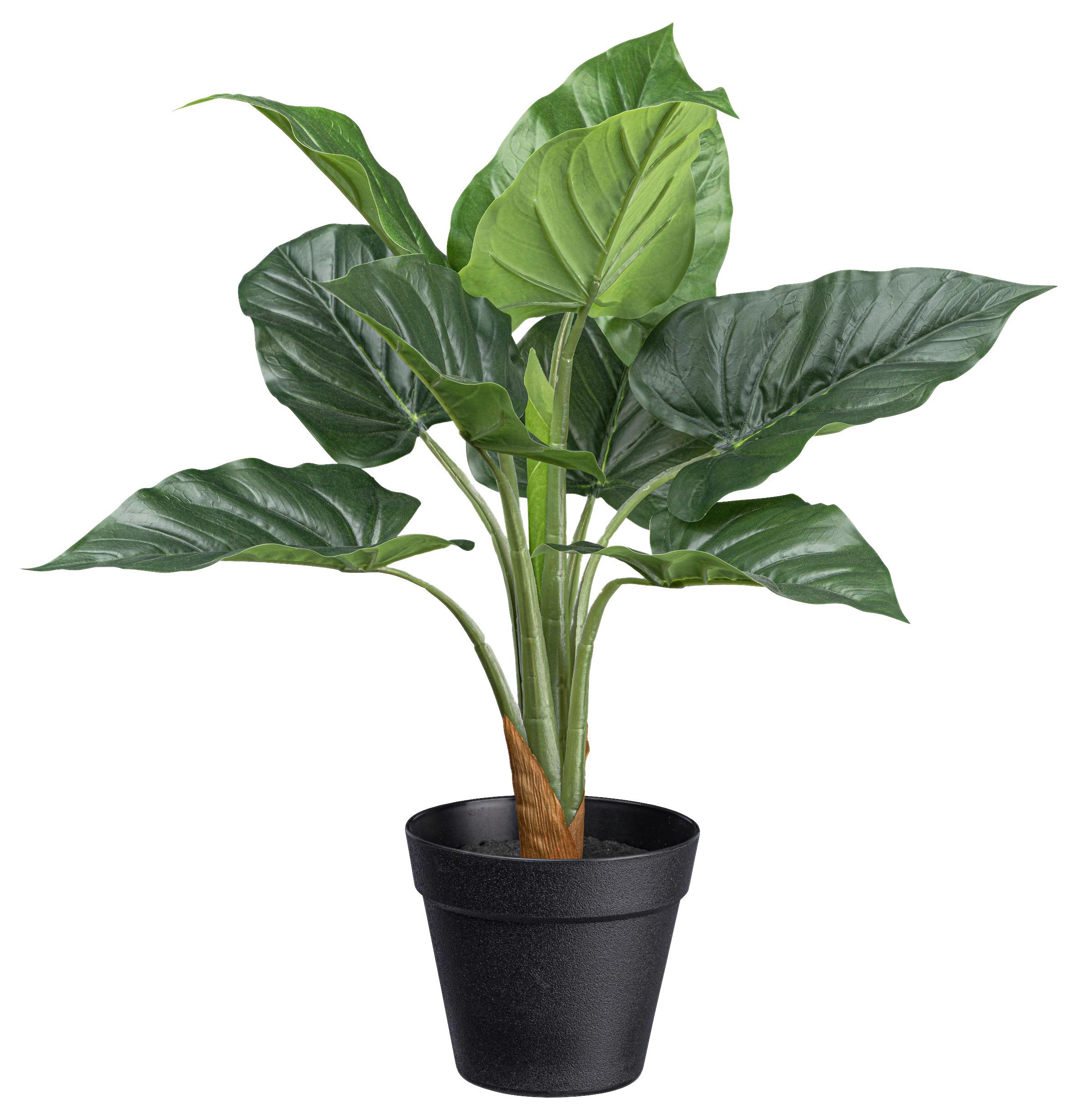 Kunstpflanze Anthuriumpflanze II in Grün - Schwarz/Grün, Basics, Kunststoff (45cm) - Modern Living