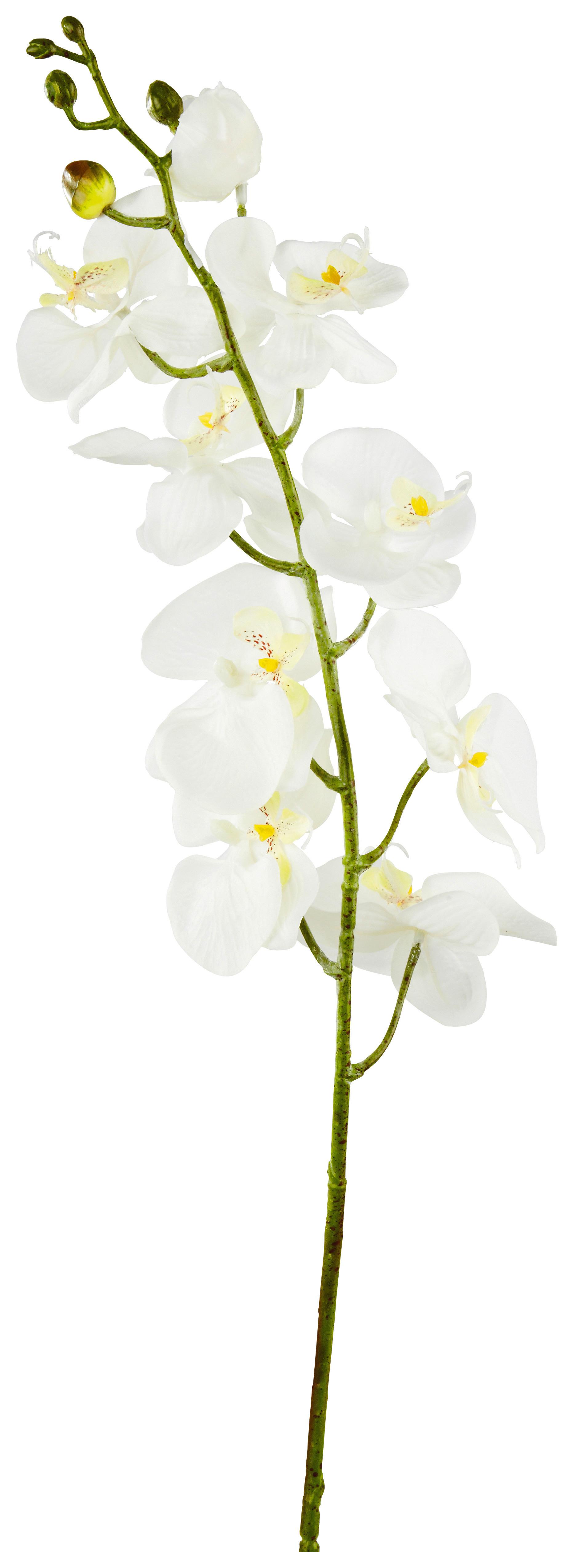 Orhidee Phalaenopsis Gundula - crem/verde, plastic (98cm) - Modern Living