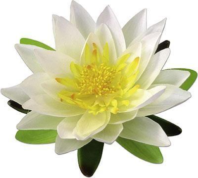 Dekoblume Lotosblüte Creme - Creme, Kunststoff (15cm) - Mömax modern living