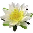 Dekoráció Lotosblüte - Krém, Műanyag (15cm) - Mömax modern living Dekoráció Lotosblüte - Krém, Műanyag (15cm) - Mömax modern living