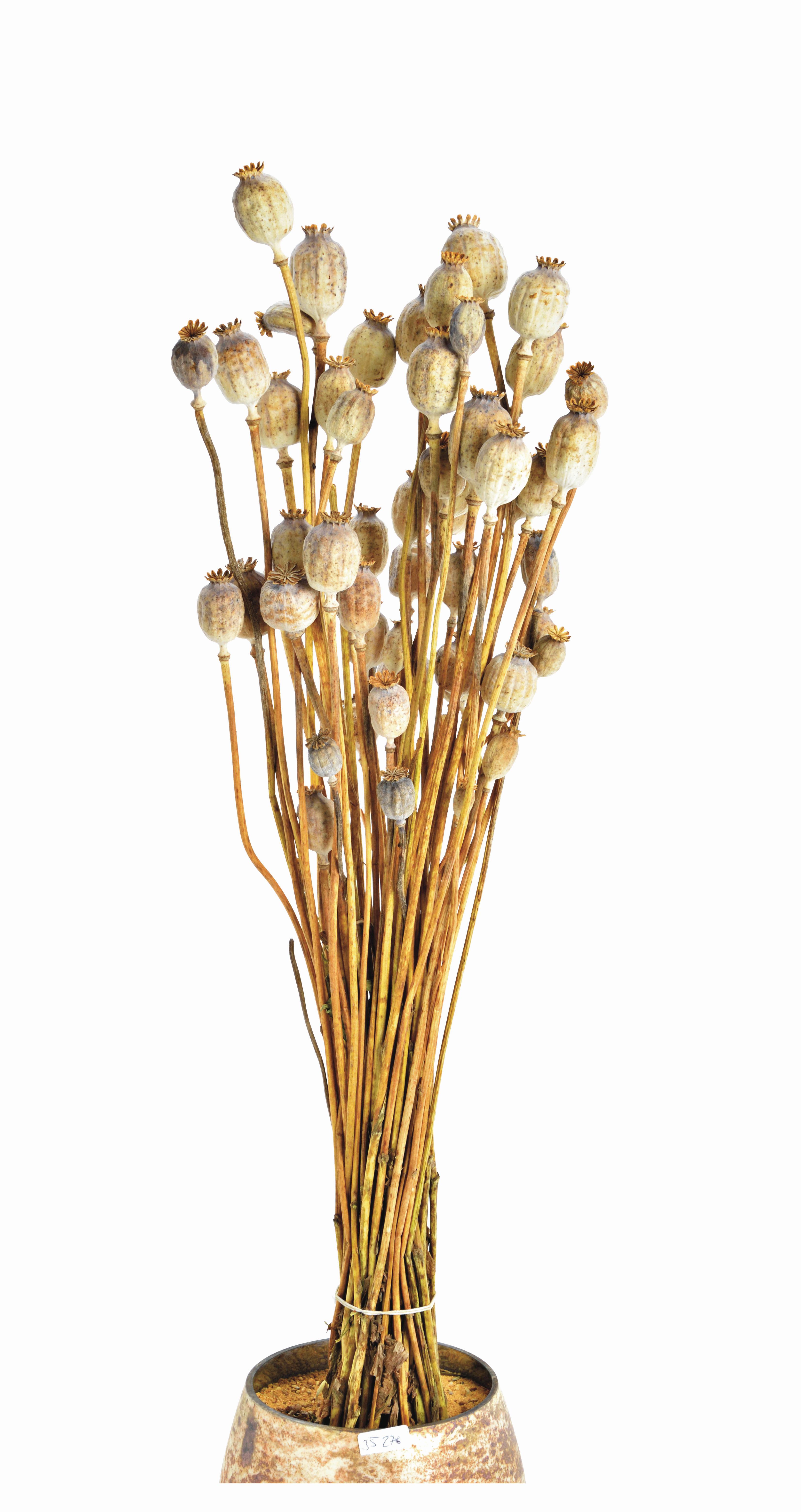 BUKIET Z SUSZONYCH KWIATÓW 10035276 - kolor naturalny, Basics, materiały naturalne (50cm)