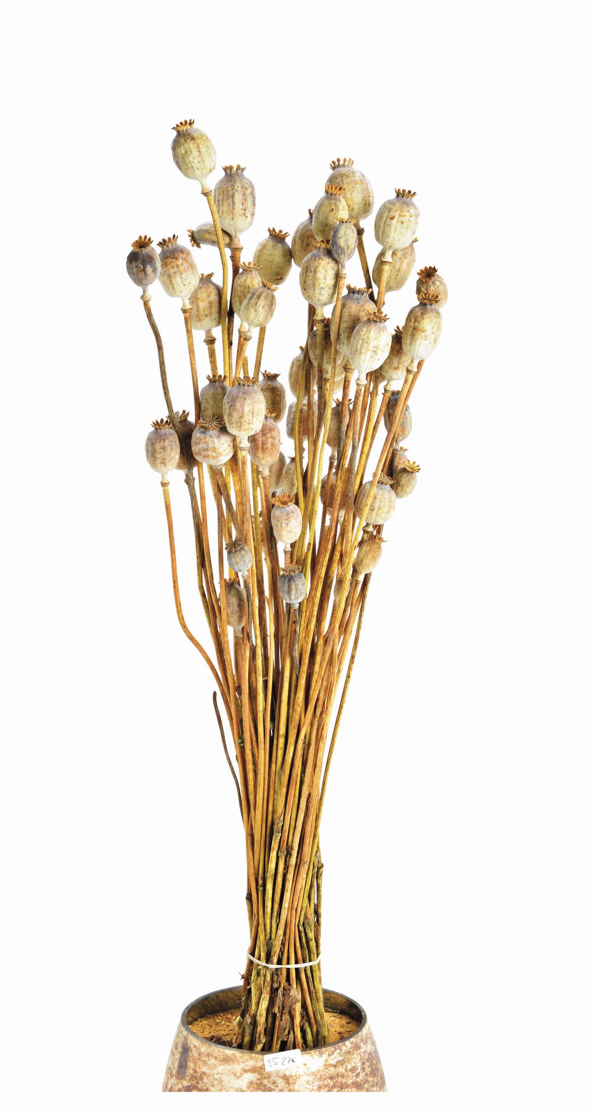 BUKIET Z SUSZONYCH KWIATÓW 10035276 - kolor naturalny, Basics, materiały naturalne (50cm)