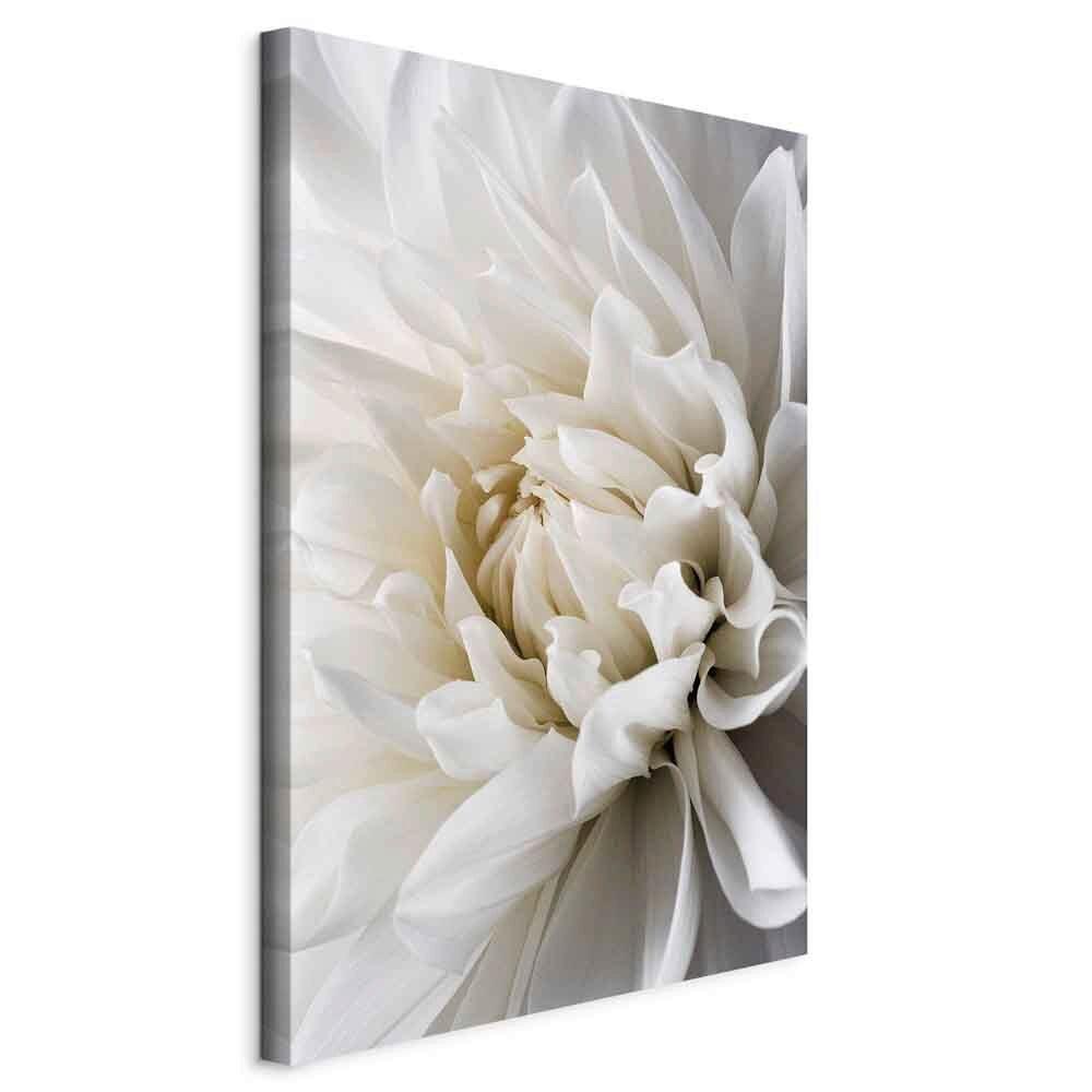 Slika Na Platnu White Dahlia - bela/sivobela, Basics, tekstil/les (80/120/1.2cm) - artgeist