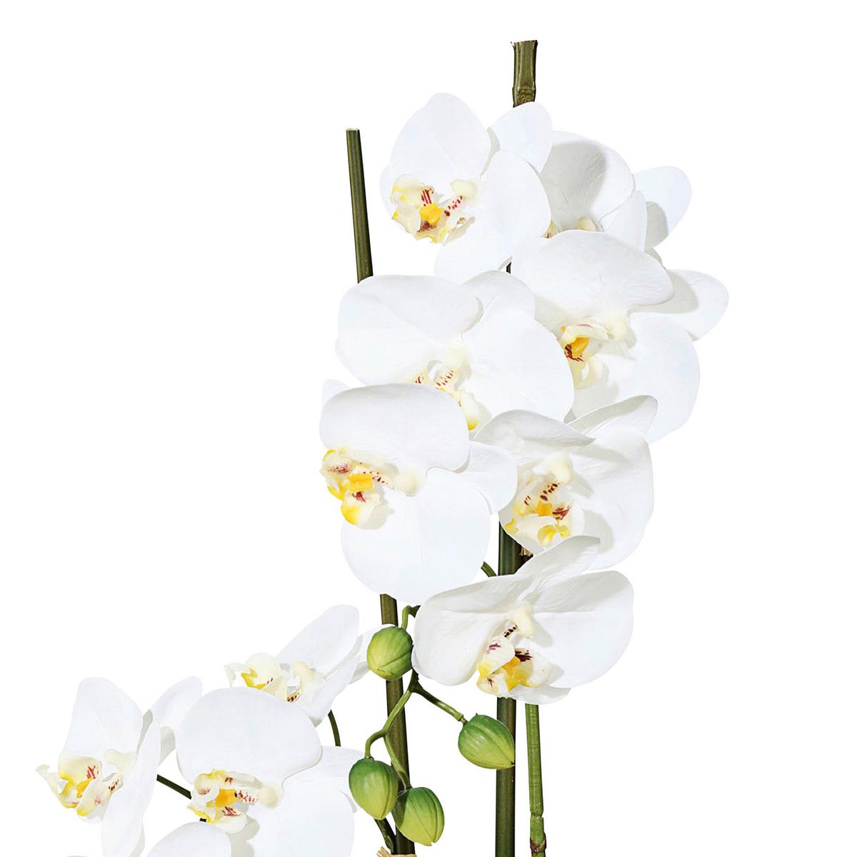 Kunstpflanze Orchideen Weiß/Grün - Weiß/Grün, Design, Keramik/Kunststoff (50cm)