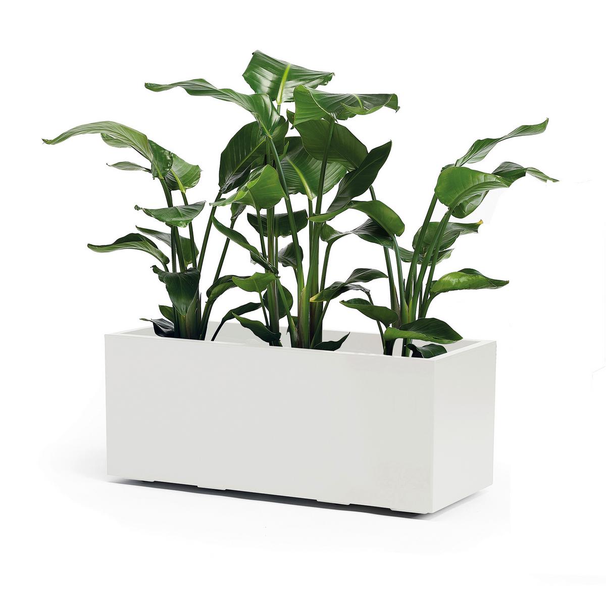 Blumenkasten Weiß - Weiß, Basics, Kunststoff (99,5/39,5/39,5cm)