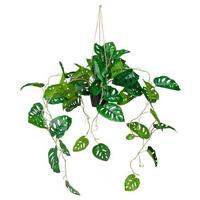 Umetna Rastlina Monstera Climb - črna/zelena, Moderno, umetna masa (75/100/63cm) - MID.YOU